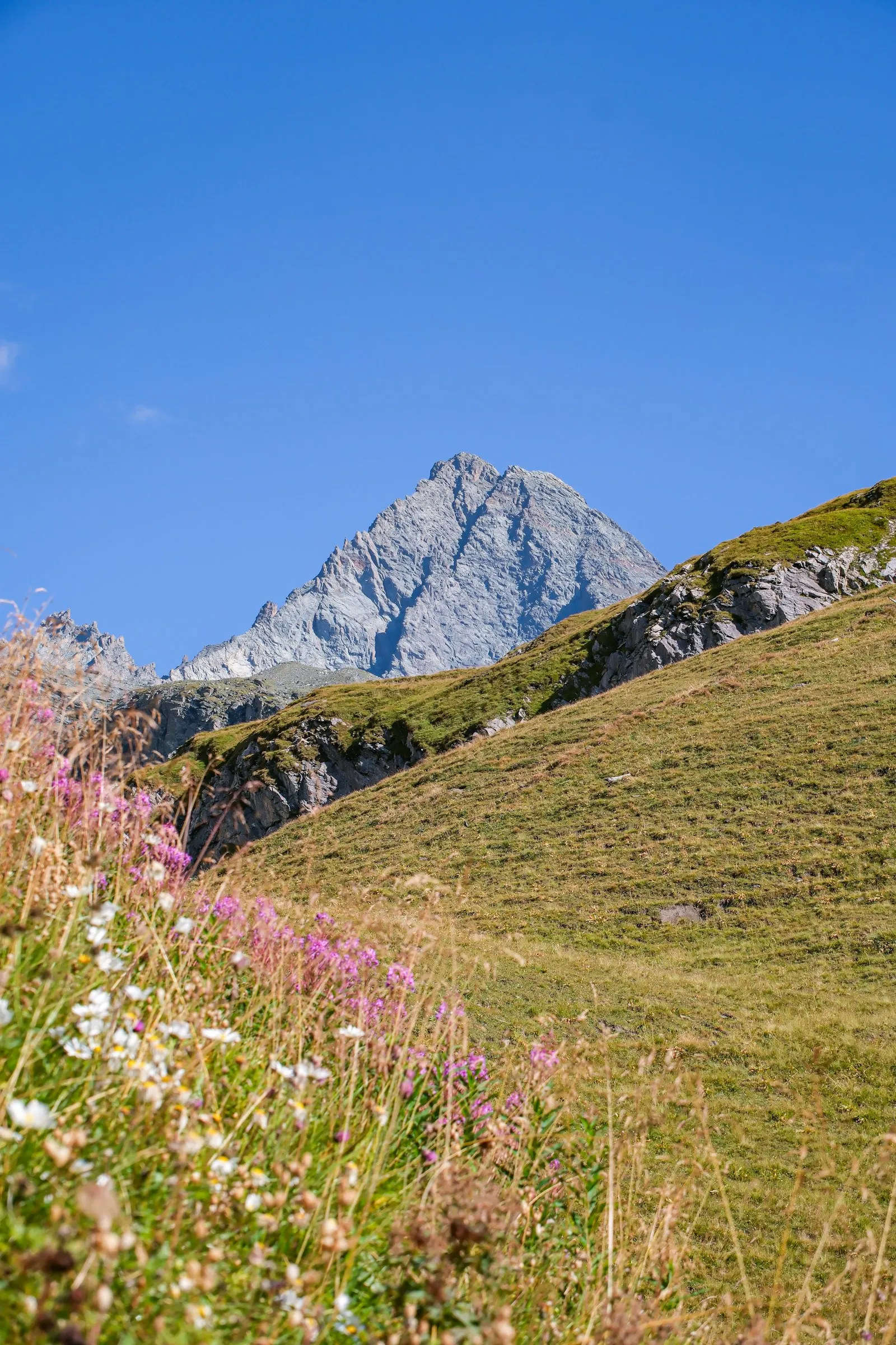 Wildflowers filling an alpine meadow below snow-capped peaks